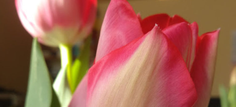 zdjęcie przedstawia czerwone tulipany