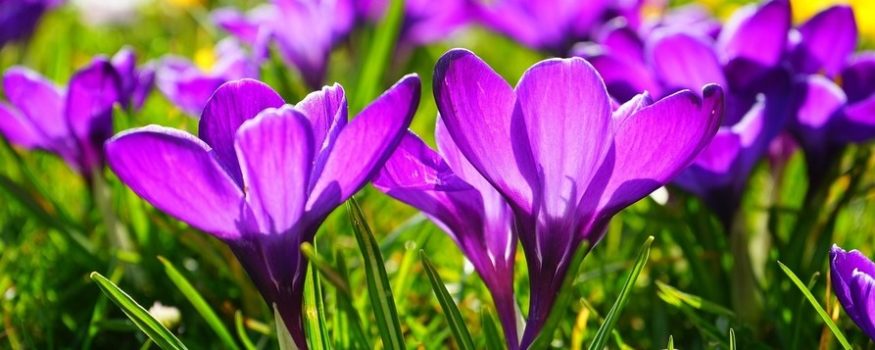 zdjęcie przedstawia wiosenne kwiaty krokusy na łące. Są to kwiaty o delikatnych płatkach, które otwierają się tylko w słońcu. Symbolizują wiosnę, życie i radość.
