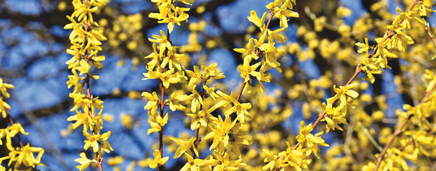 zbliżenie na żółte kwiaty dorodnego krzewu forsycji