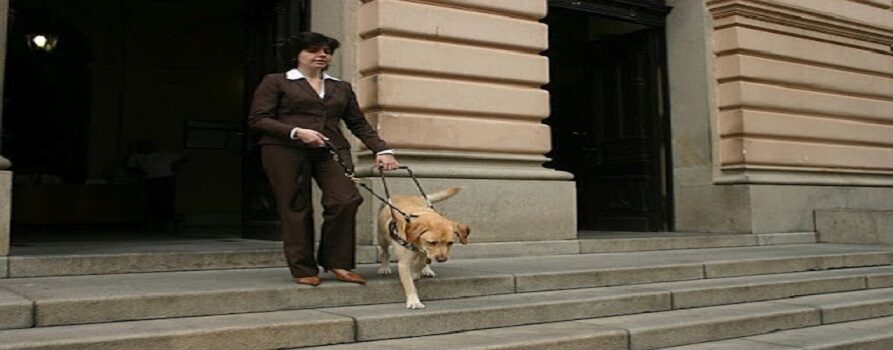 Niewidoma kobieta schodząca ze schodów prawdopodobnie budynku instytucji publicznej z psem przewodnikiem maści beżowej