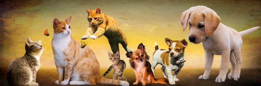 Zdjęcie, przedstawiające psy i koty różnych ras
