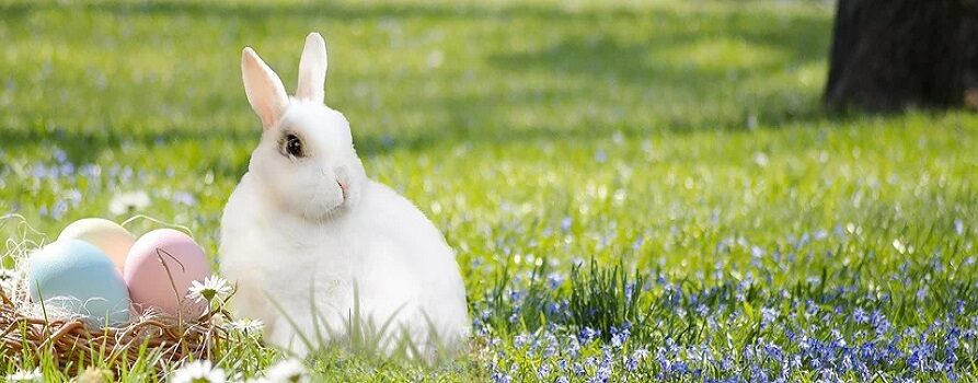 Biały królik wielkanocny obok kolorowych pisanek, siedzący w trawie