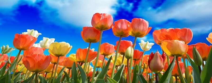 Tulipany w kolorze żółtym, białym i pomarańczowym na tle błękitnego nieba z białymi obłoczkami