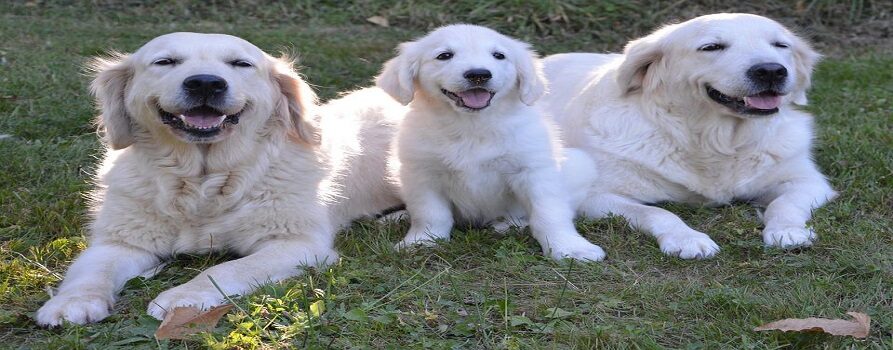 Trzy psy rasy Golden Retriver, w tym jeden szczeniak