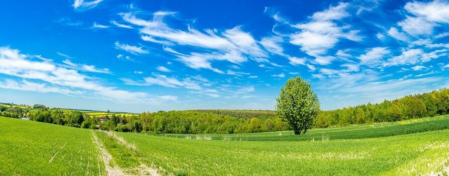 Zielona łąka, błękitne niebo z delikatnymi chmurami, po prawej stronie drzewo, przez łąkę biegnie polna droga