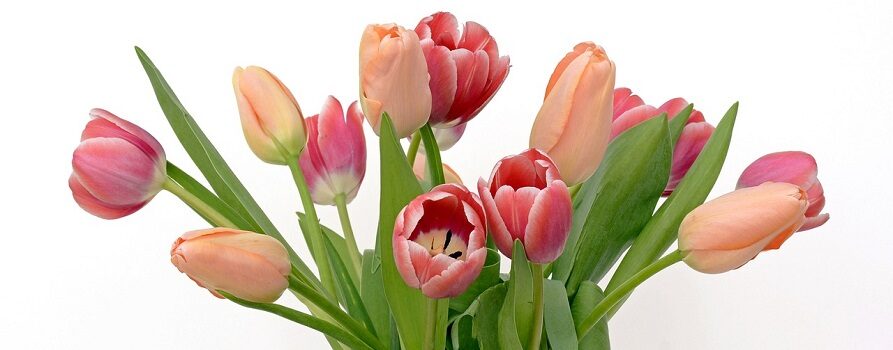 Tulipany w kolorze czerwonym, różowym i blado pomarańczowym